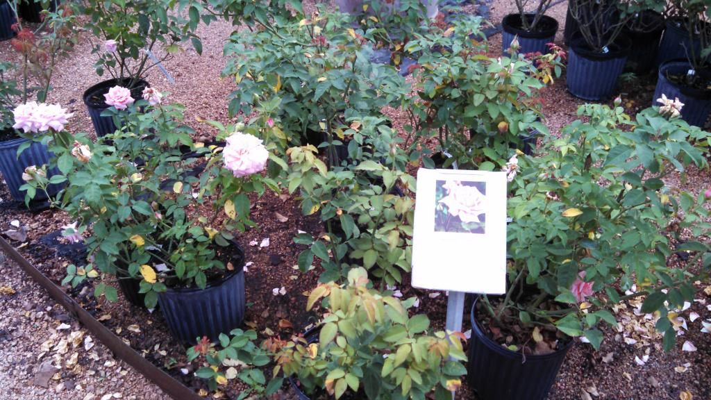  photo IMG_20140924_101903_879.jpg